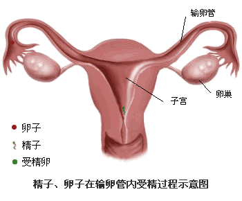 精子卵子在输卵管内的受精过程图